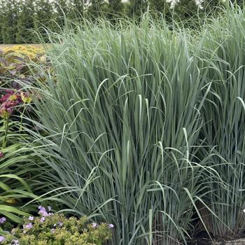 Panicum virgatum Prairie Winds® 'Totem Pole' (304556)