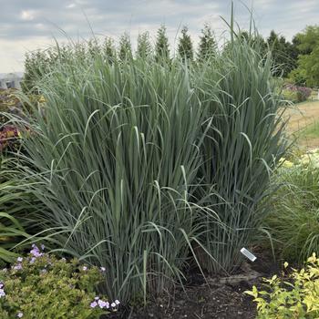 Panicum virgatum Prairie Winds® 'Totem Pole' (304557)