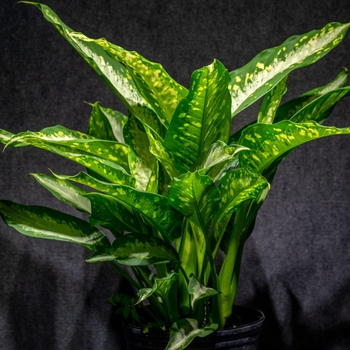 Dieffenbachia 'Panther' 