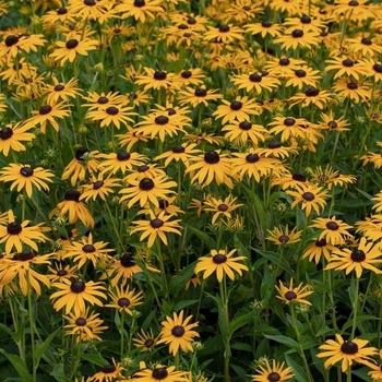 Rudbeckia fulgida 'Early Bird Gold' PP20286