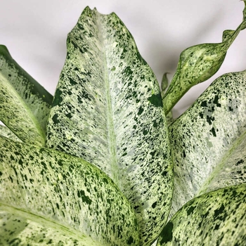 Dieffenbachia 'Camouflage' 