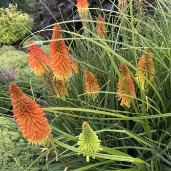 Kniphofia Pyromania™ 'Backdraft' (304561)