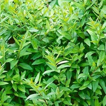 Ligustrum vulgare 'Lodense' 