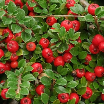 Cotoneaster dammeri 'Eichholz' 