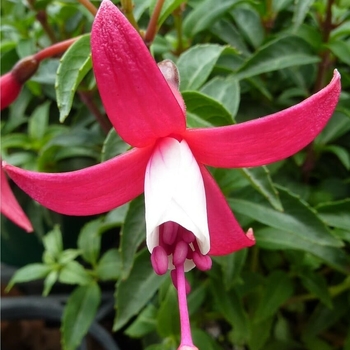 Fuchsia magellanica