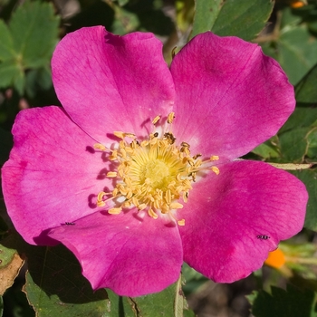 Rosa woodsii
