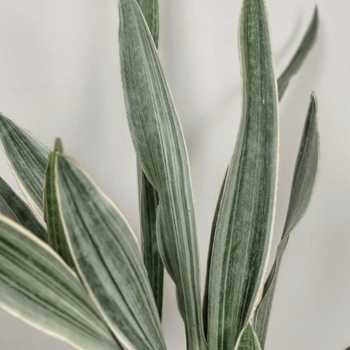 Sansevieria sayuri
