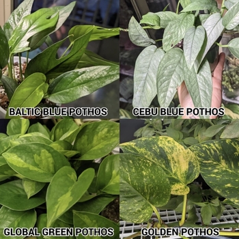 Epipremnum aureum