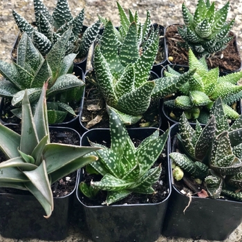 Aloe 
