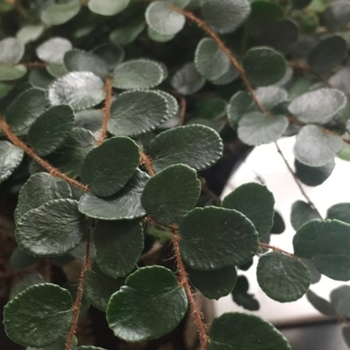 Pellaea rotundifolia