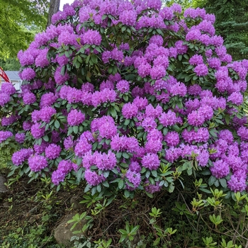 Rhododendron 'Minnetonka' 