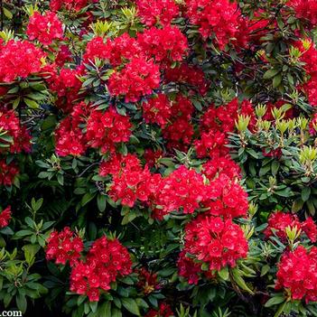 Rhododendron 'Vulcan' 