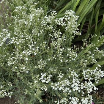 Gypsophila paniculata 'Festival Star™' (304652)