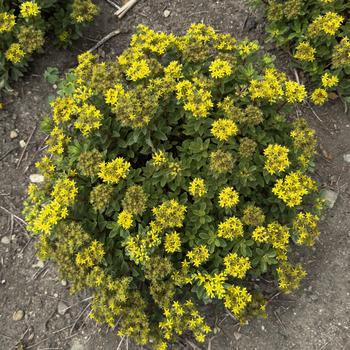 Sedum Rock 'N Round™ 'Bright Idea' (304657)