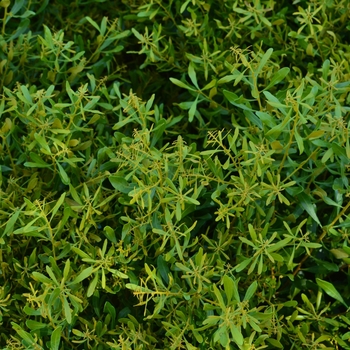 Myrica cerifera 'Don's Dwarf' 