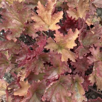 Heuchera Primo® 'Peachberry Ice' (304666)