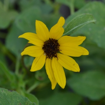 Helianthus debilis