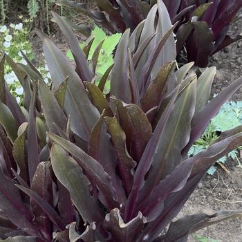 Eucomis Crowning Glory™ 'Purple Reign' (304669)