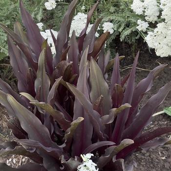 Eucomis Crowning Glory™ 'Purple Reign' (304671)