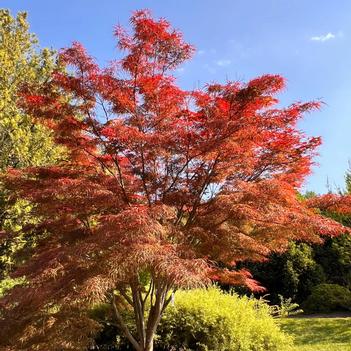Acer palmatum f. linearilobum 'Hubb's Red Willow' 