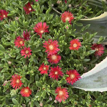 Delosperma Kaleidoscope™ 'Dancing Embers' (304673)