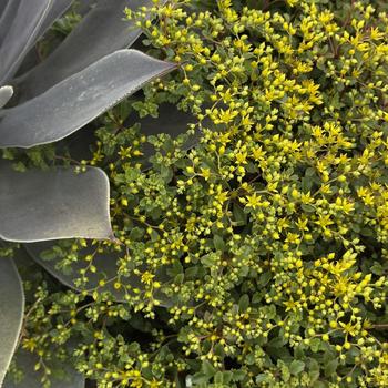 Sedum Rock 'N Grow® 'Yellow Brick Road' (304679)
