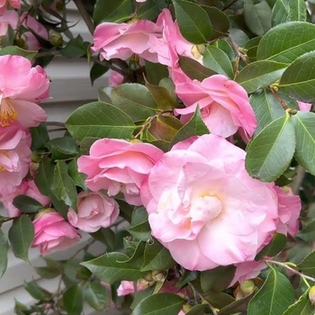 Camellia japonica 'April Remembered' PP30,902