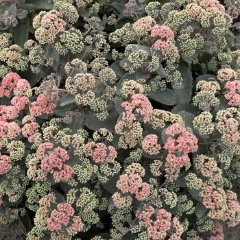 Sedum 'Coraljade' PP25266P2