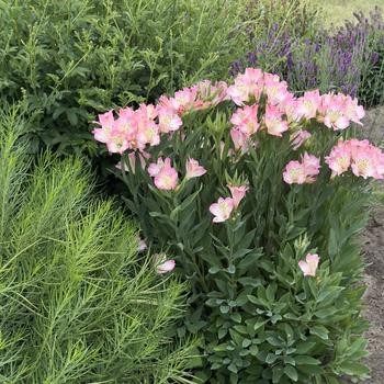 Alstroemeria 'Summer Break' (304689)