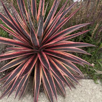 Mangave Mad about Mangave® 'Pineapple Punch' (304691)