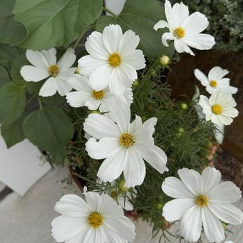 Cosmos bipinnatus Sonata™ 'White' (304692)