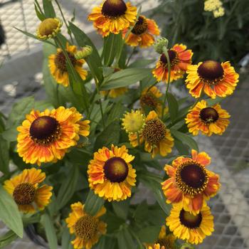 Helenium 'Mardi Gras' (304699)