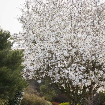 Magnolia stellata 'Royal Star' 