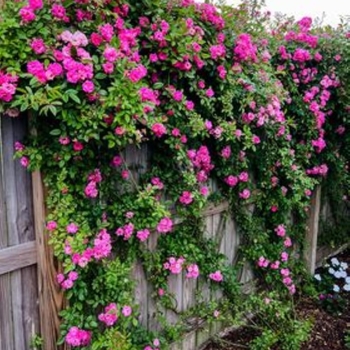 Rosa 'Peggy Martin' 