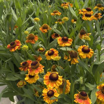 Helenium 'Mardi Gras' 