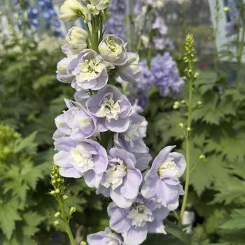 Delphinium elatum 'Aurora Lavender' (304704)