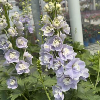 Delphinium elatum 'Aurora Lavender' (304706)