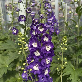 Delphinium elatum 'Aurora Deep Purple' (304711)
