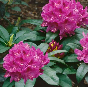 Rhododendron catawbiense 'Anah Kruschke' 