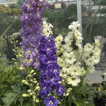 Delphinium 'New Zealand Mini Stars' (304715)