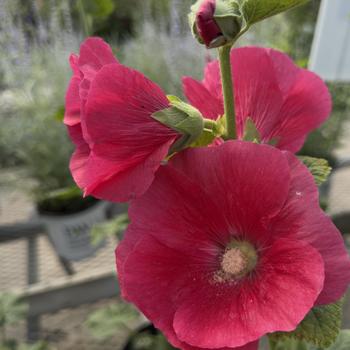 Alcea rosea Spotlight™ 'Mars Magic' (304716)
