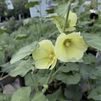 Alcea rosea Spotlight™ 'Sunshine' (304718)