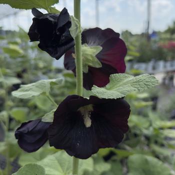 Alcea rosea Spotlight™ 'Blacknight' (304719)