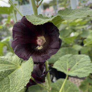 Alcea rosea Spotlight™ 'Blacknight' (304720)