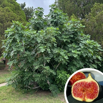Ficus carica