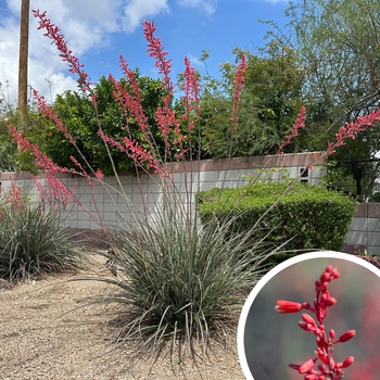 Hesperaloe parviflora 'Perpa' PP21729