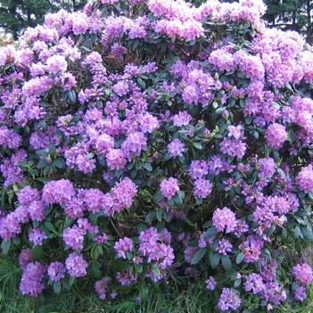 Rhododendron catawbiense 'Grandiflorum' 