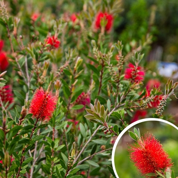 Callistemon citrinus