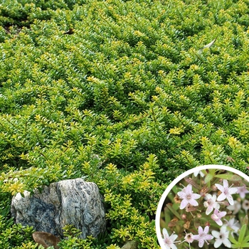 Myoporum parvifolium