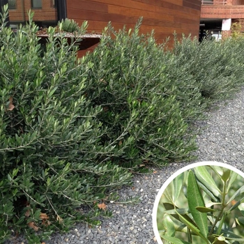 Olea europaea 'Dwarf Olive' 